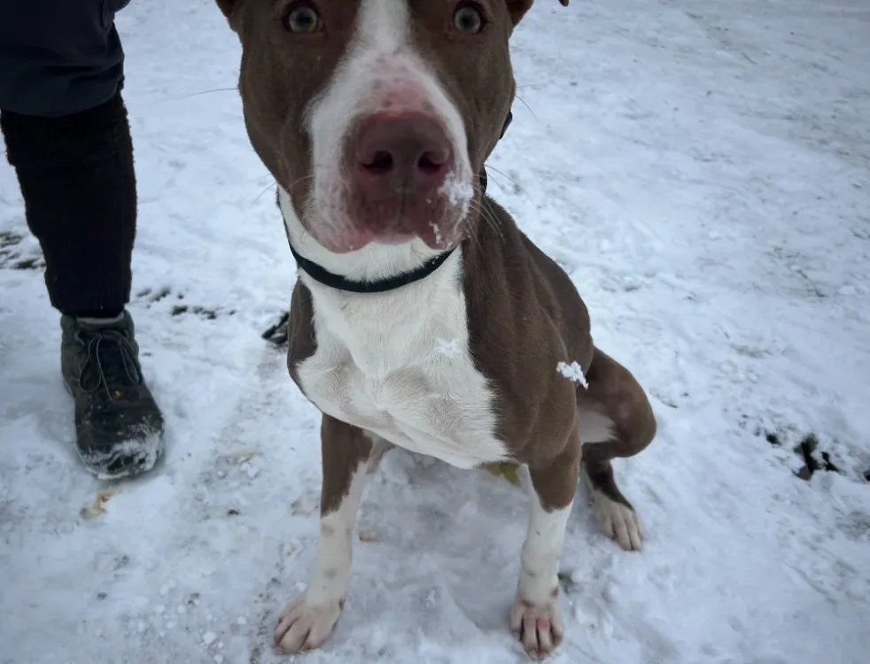 À l'adoption : Sylvia