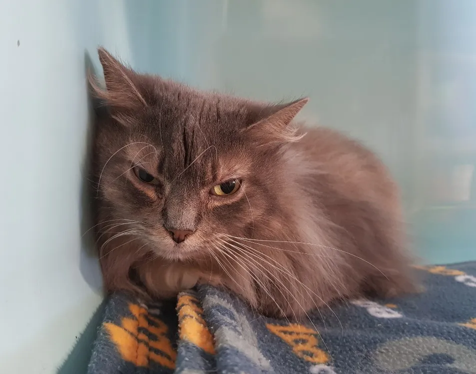 À l'adoption : Maico