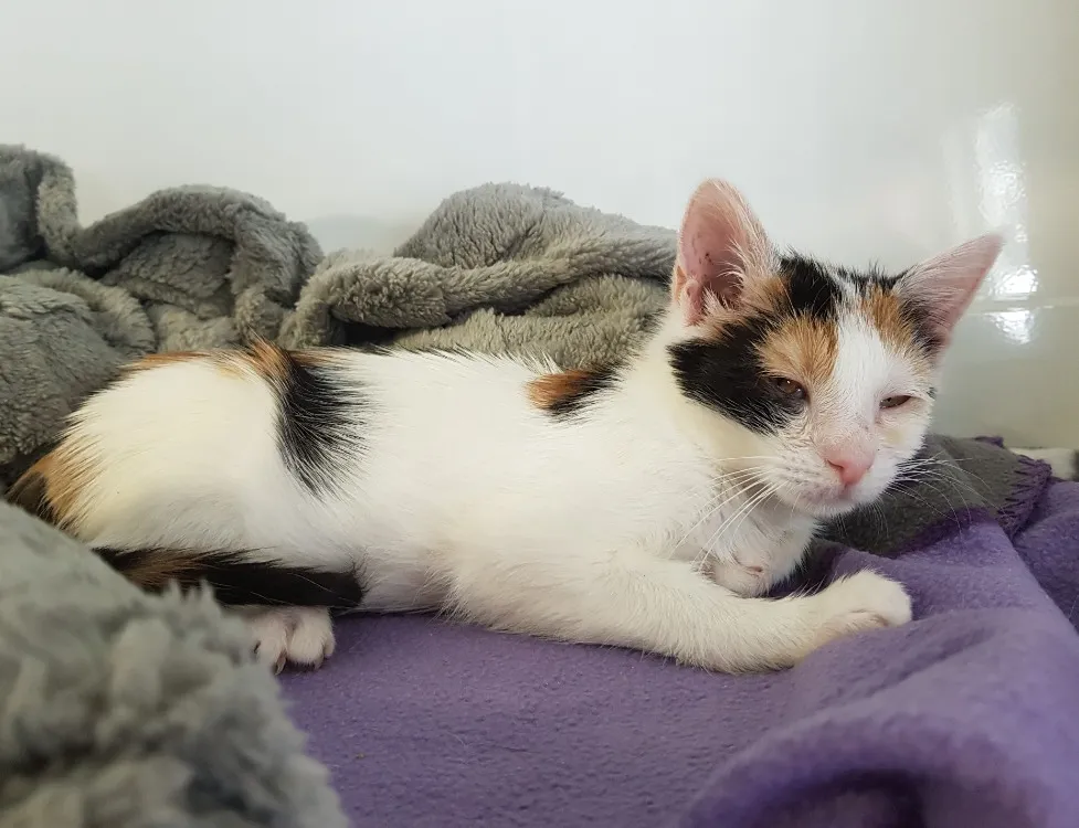 À l'adoption : Faith