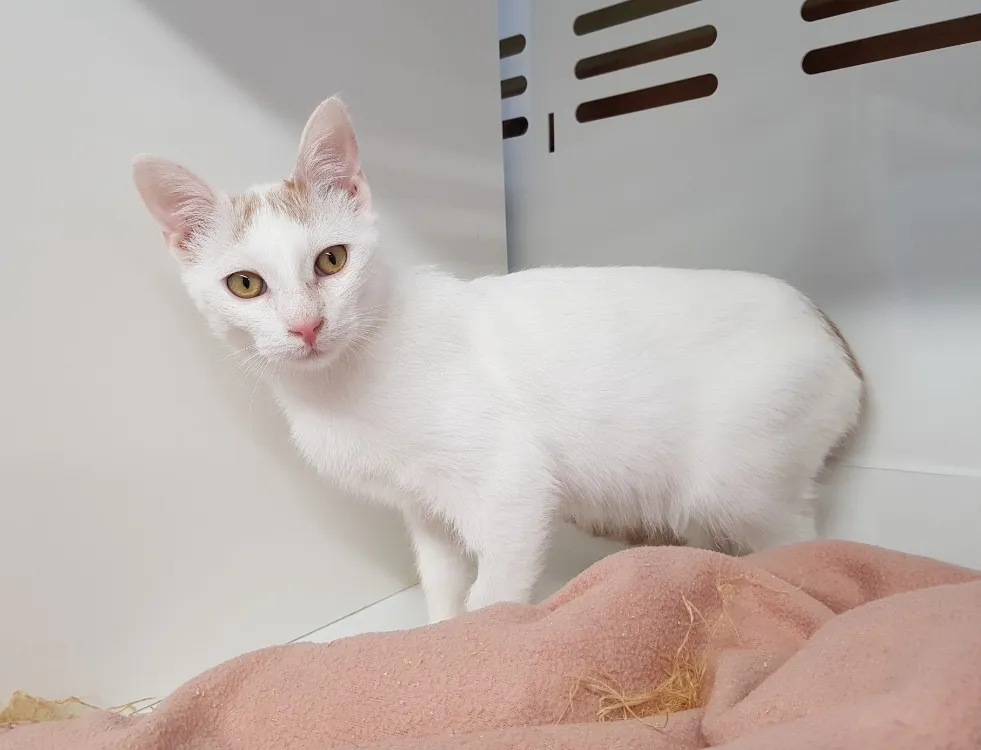 À l'adoption : Down