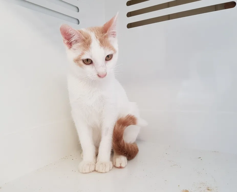 À l'adoption : Anya