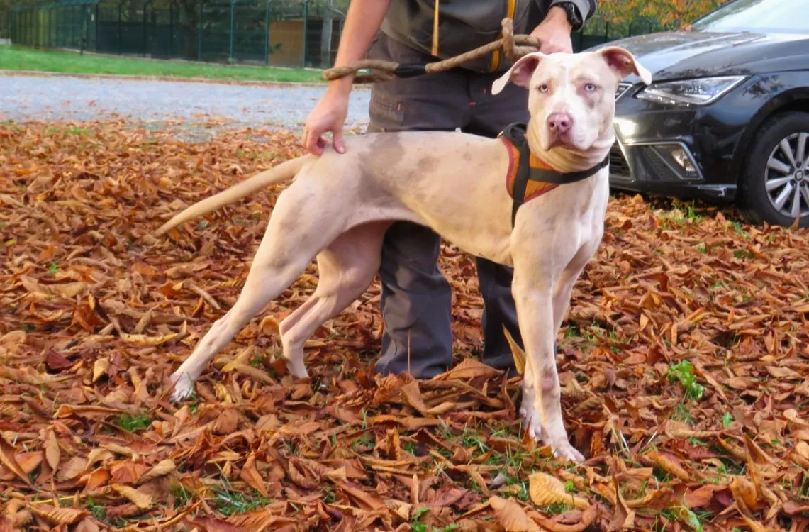 À l'adoption : Athyla