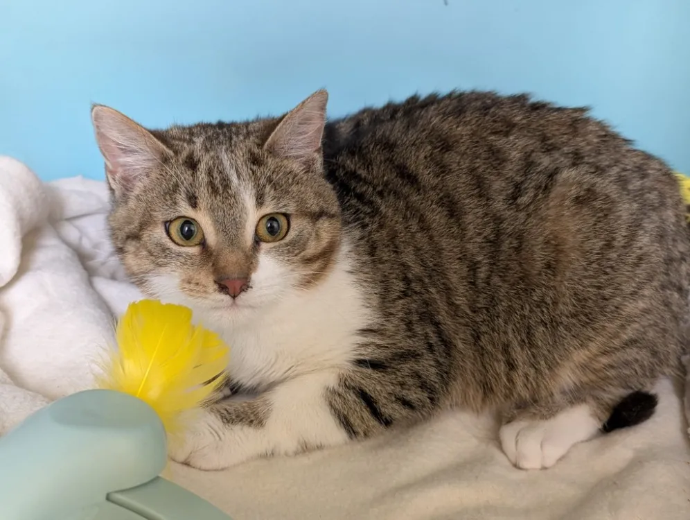 À l'adoption : Cleopatre