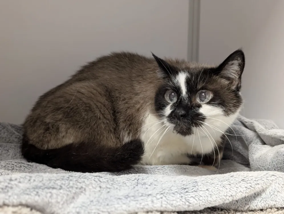 À l'adoption : Perle