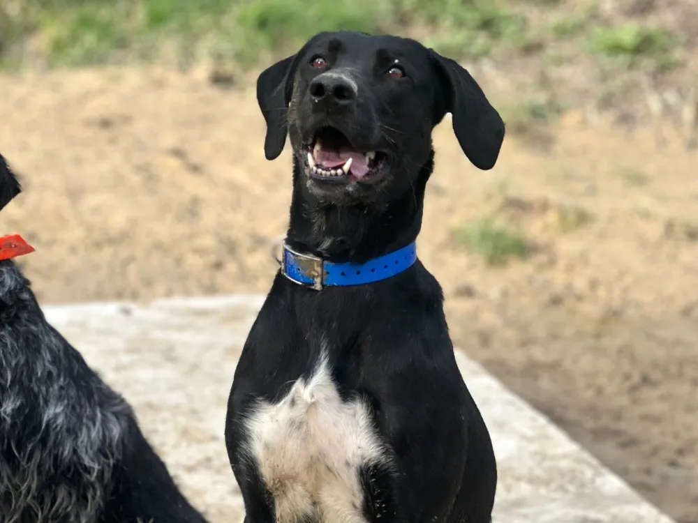 À l'adoption : Gaya