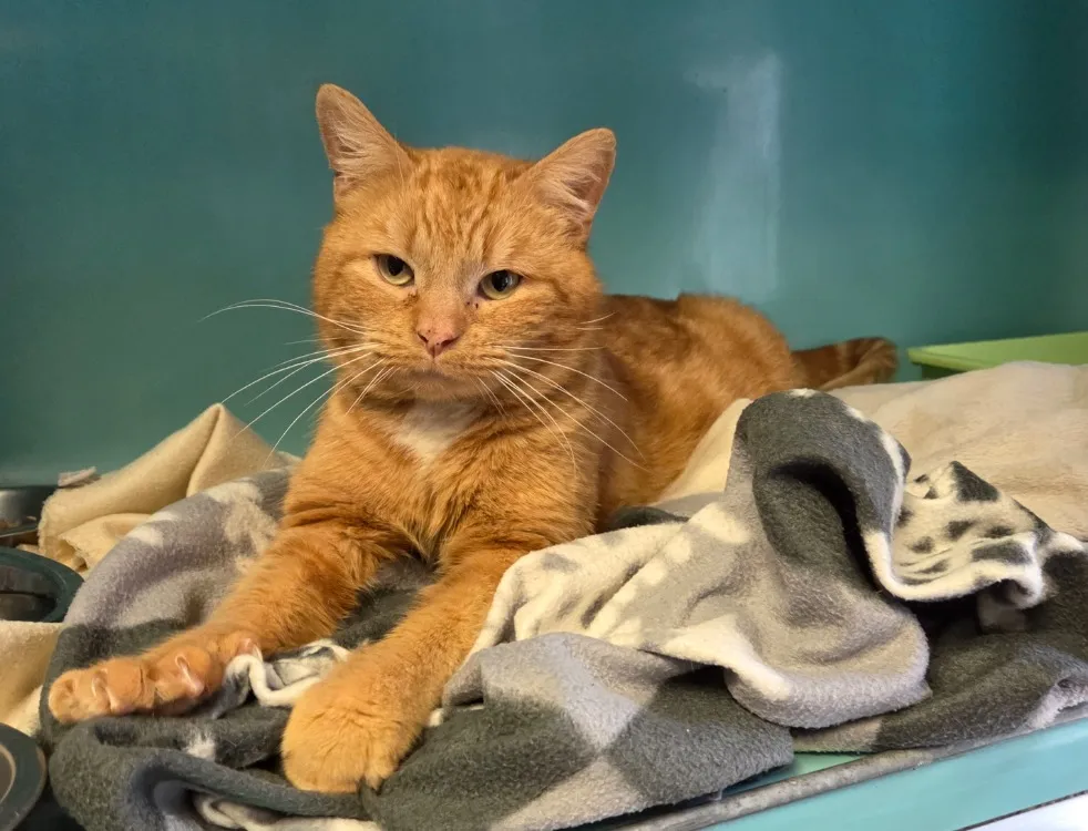 À l'adoption : Snoopy