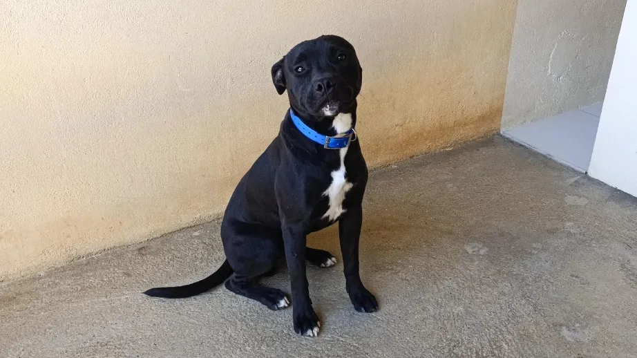 À l'adoption : Doug (En Cours D'Adoption)