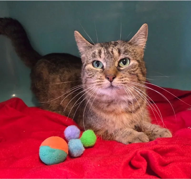 À l'adoption : Nala