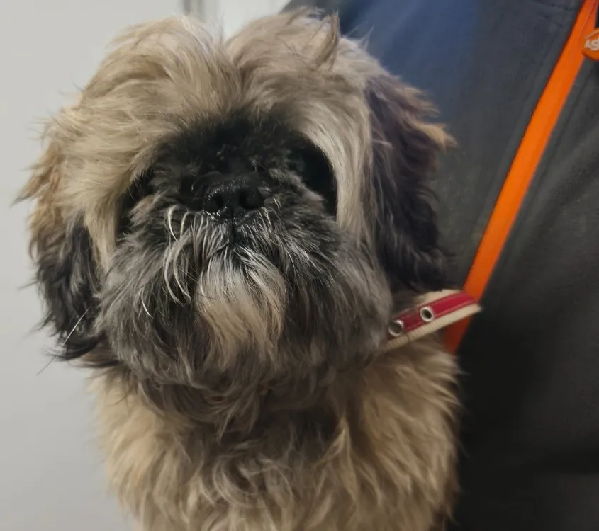 À l'adoption : Zorro