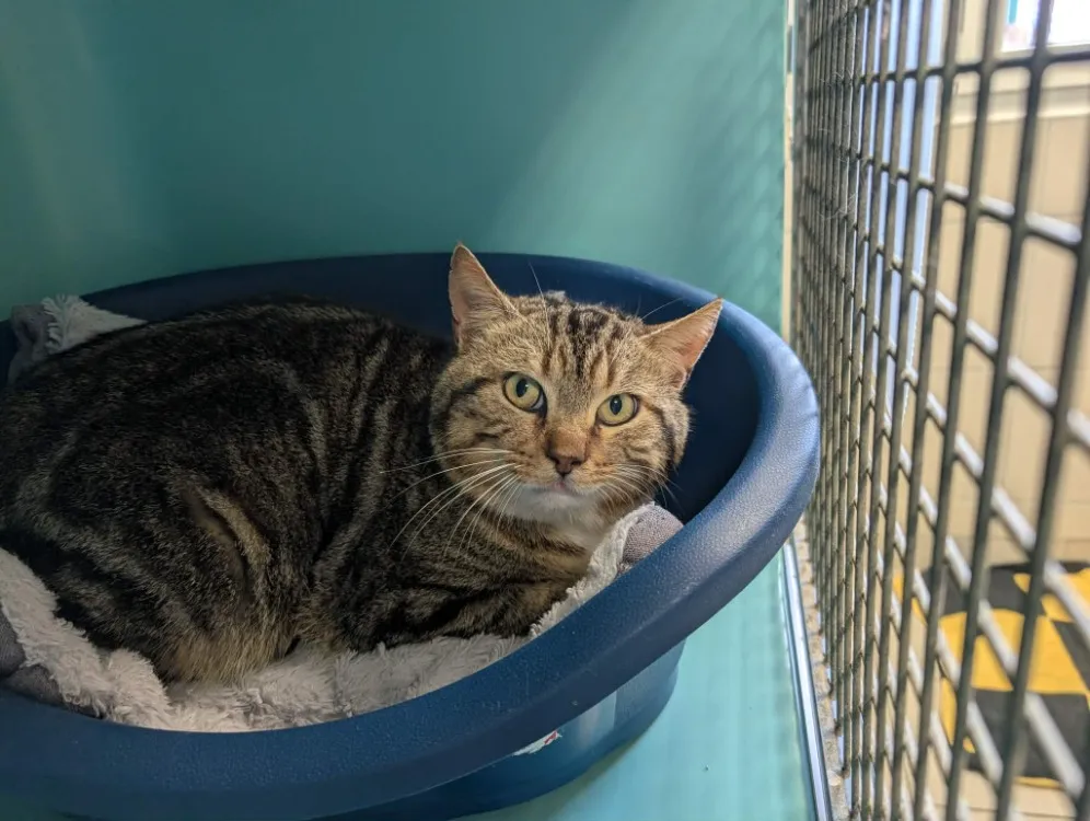 À l'adoption : Molino Qct