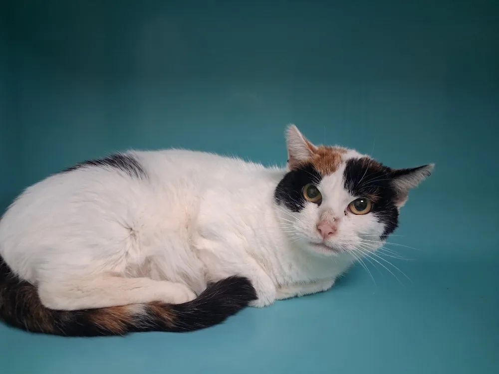 À l'adoption : Fleur