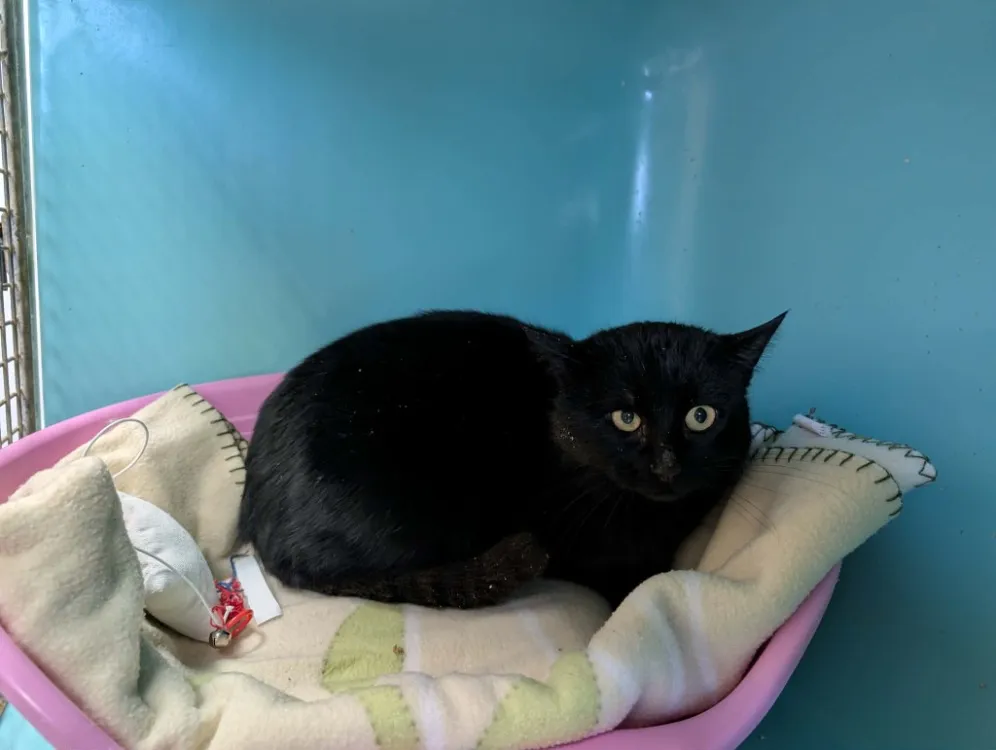 À l'adoption : Mylove Qct