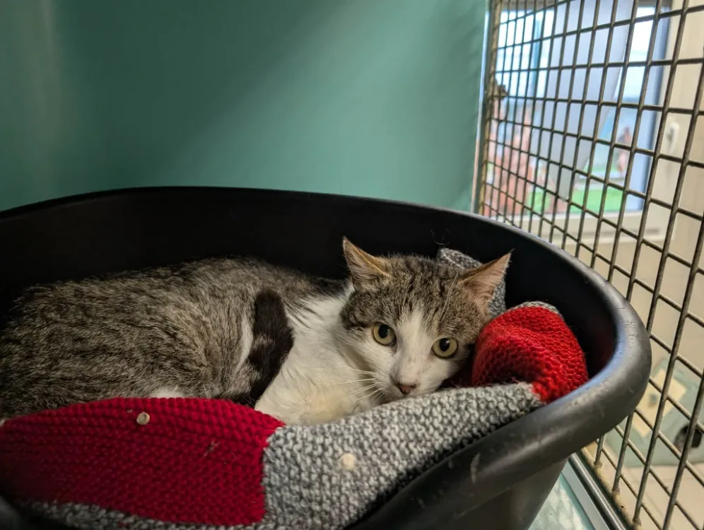 À l'adoption : Miaoudamour Qct