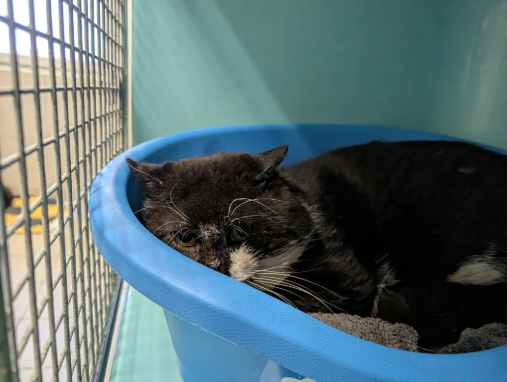 À l'adoption : Mazzorbo Qct