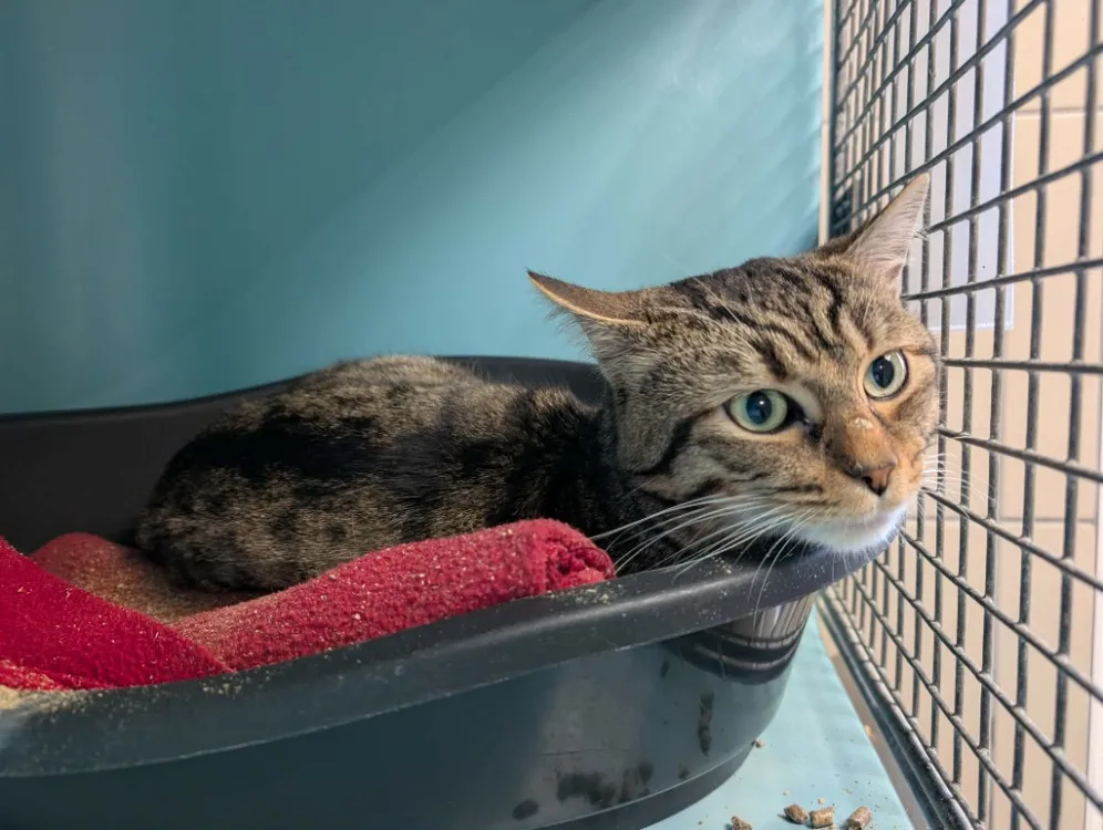 À l'adoption : Morty Qct