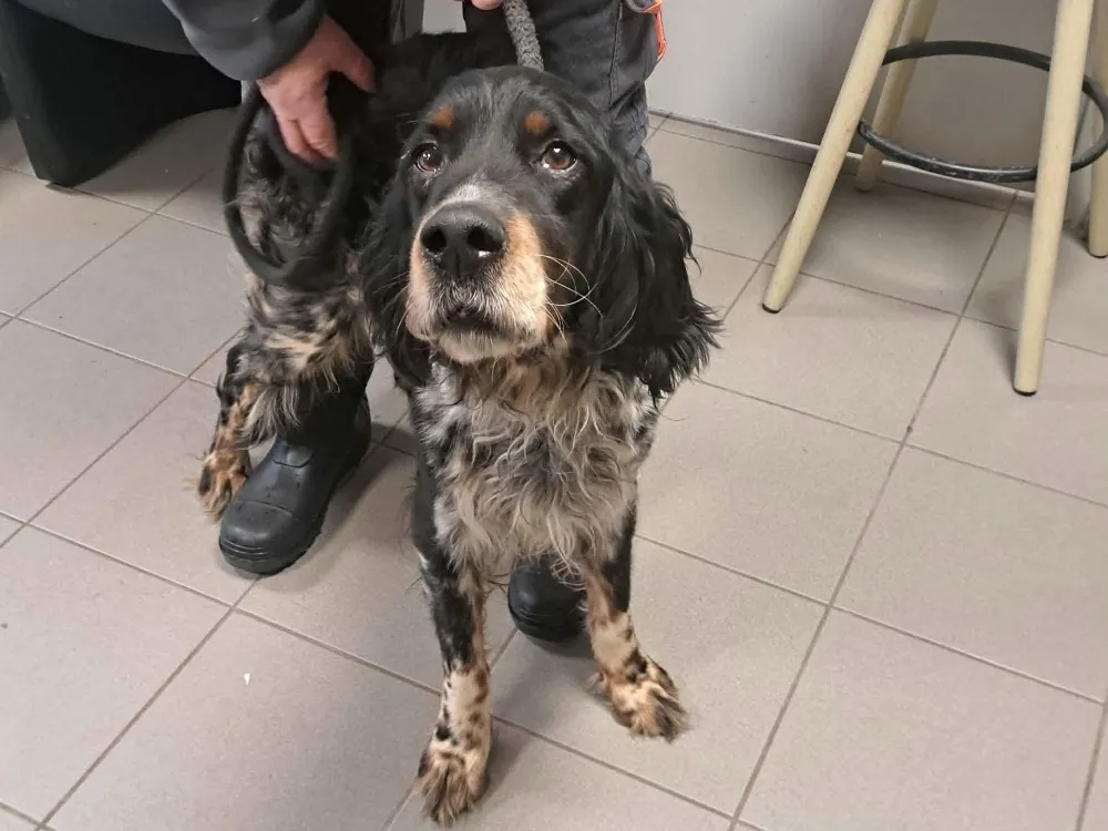 À l'adoption : Saiko