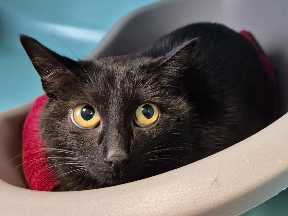 À l'adoption : Ultimo Qct