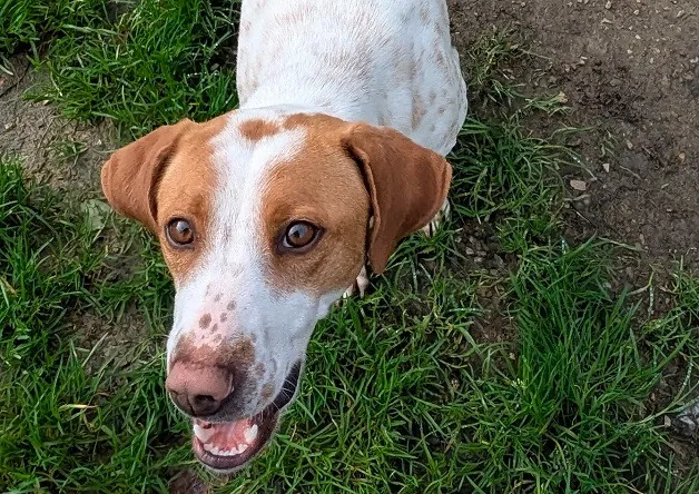 À l'adoption : Amber