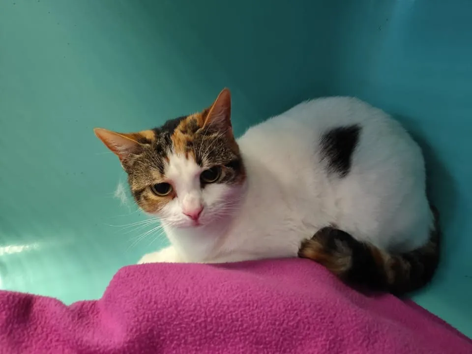 À l'adoption : Krokmette