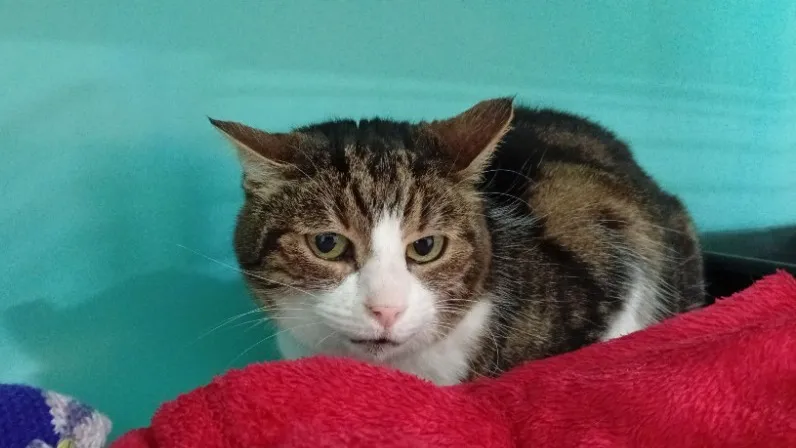 À l'adoption : Filoute