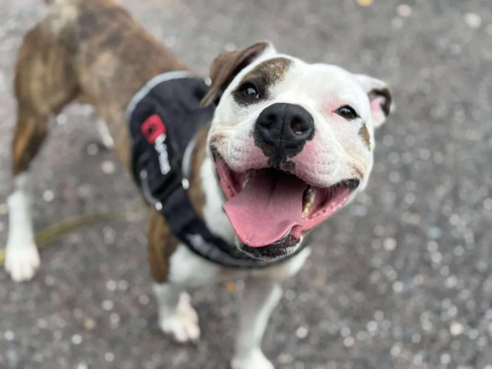 À l'adoption : Urko