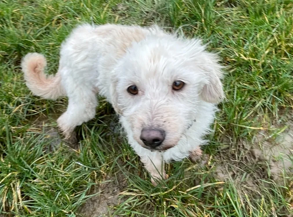 À l'adoption : Molly