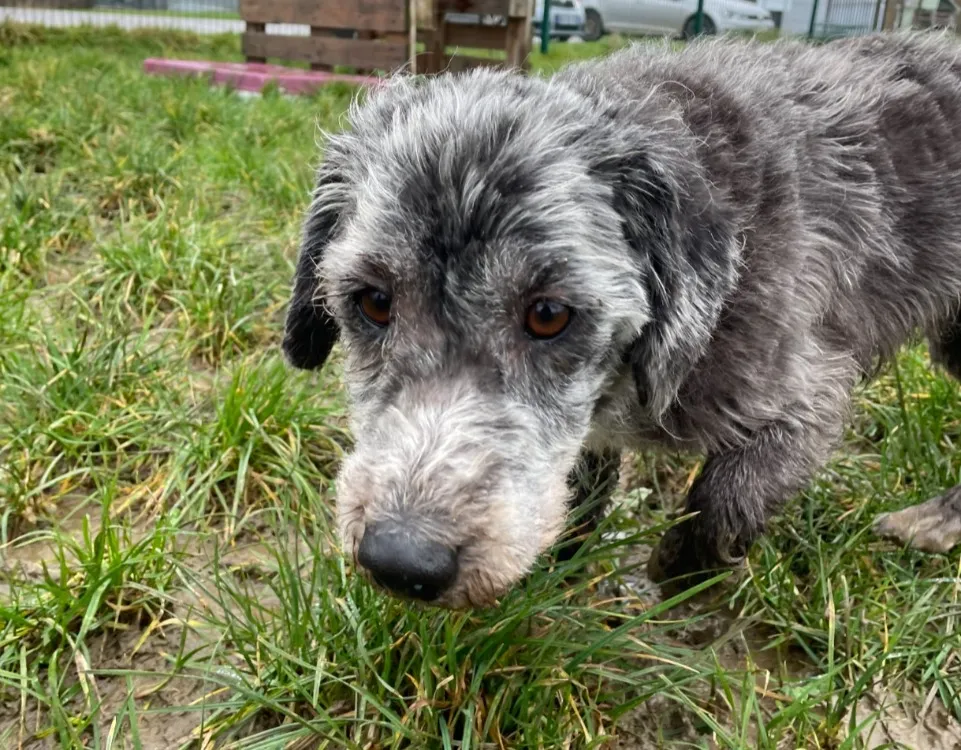 À l'adoption : Bandy