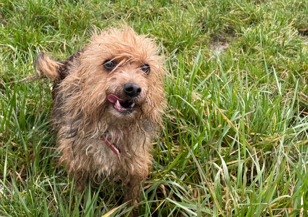 À l'adoption : Rose