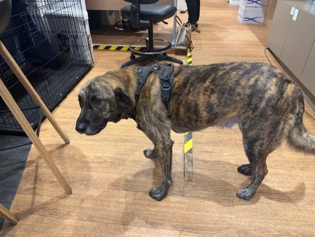 À l'adoption : Seven