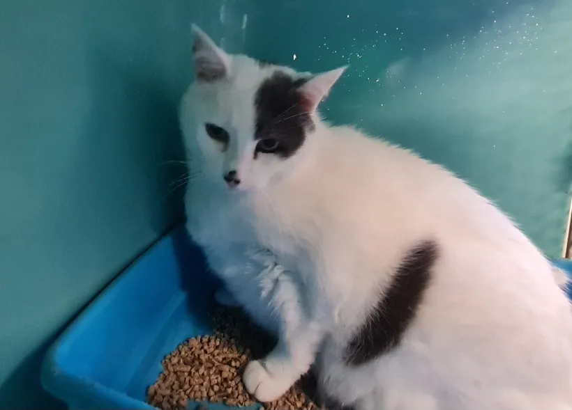 À l'adoption : Malaga