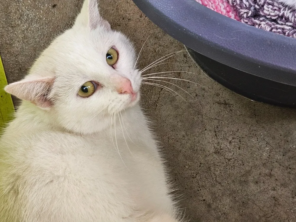 À l'adoption : Perle