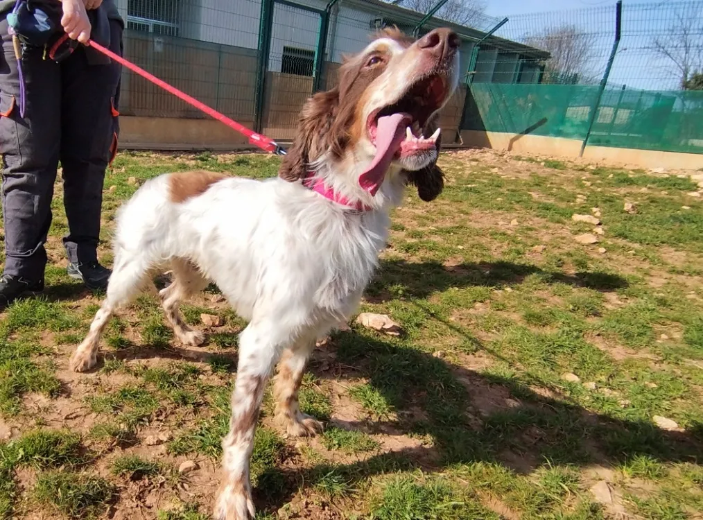 À l'adoption : Milo