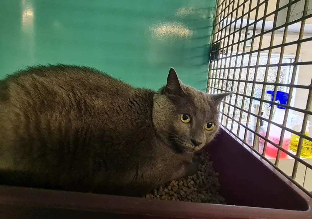 À l'adoption : Mimie