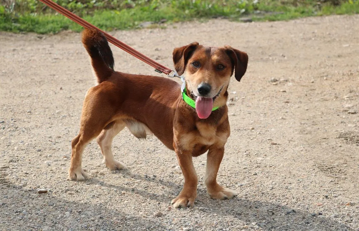 À l'adoption : Snoop Chao