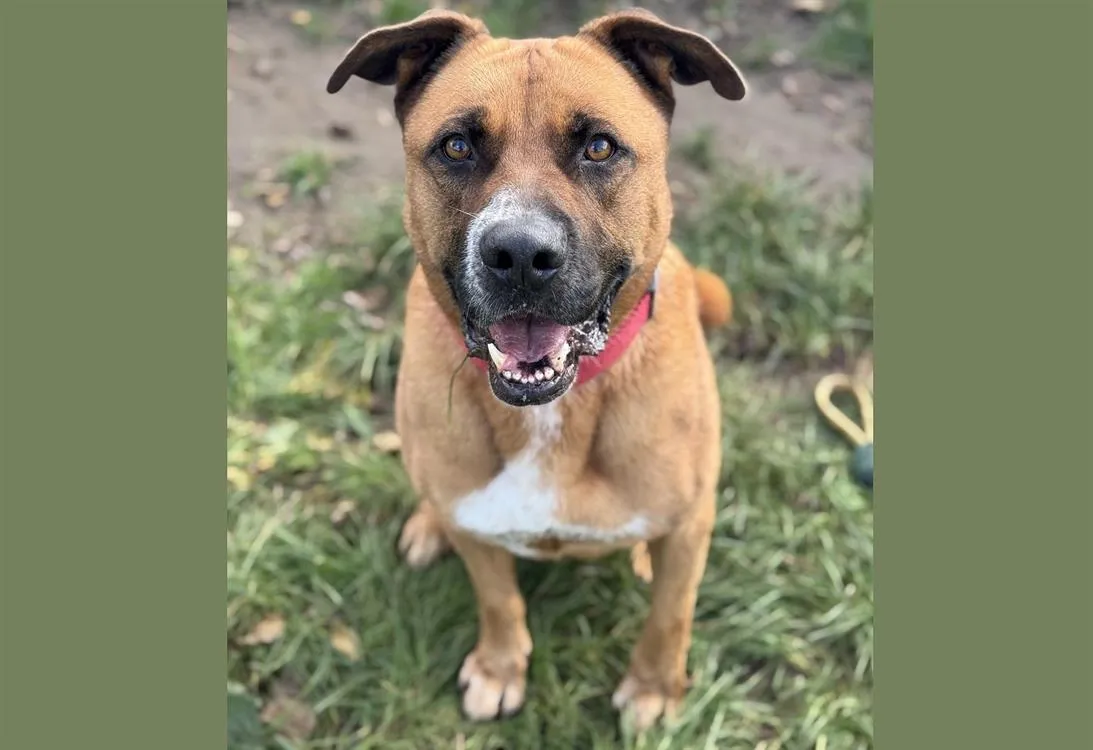 À l'adoption : Jack Chao