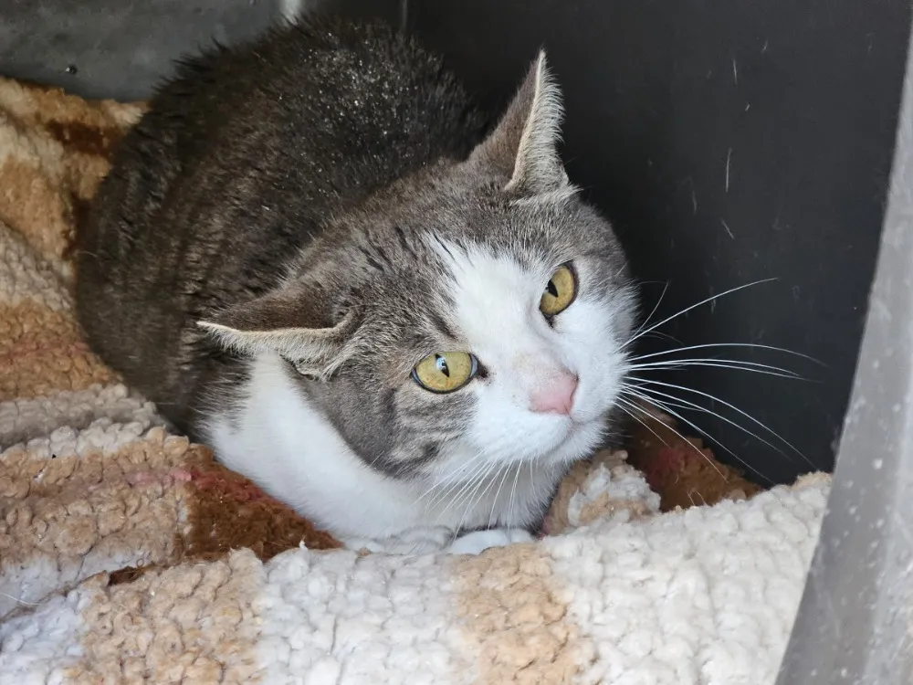 À l'adoption : Tom Pouce