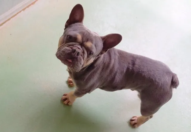 À l'adoption : Bouli