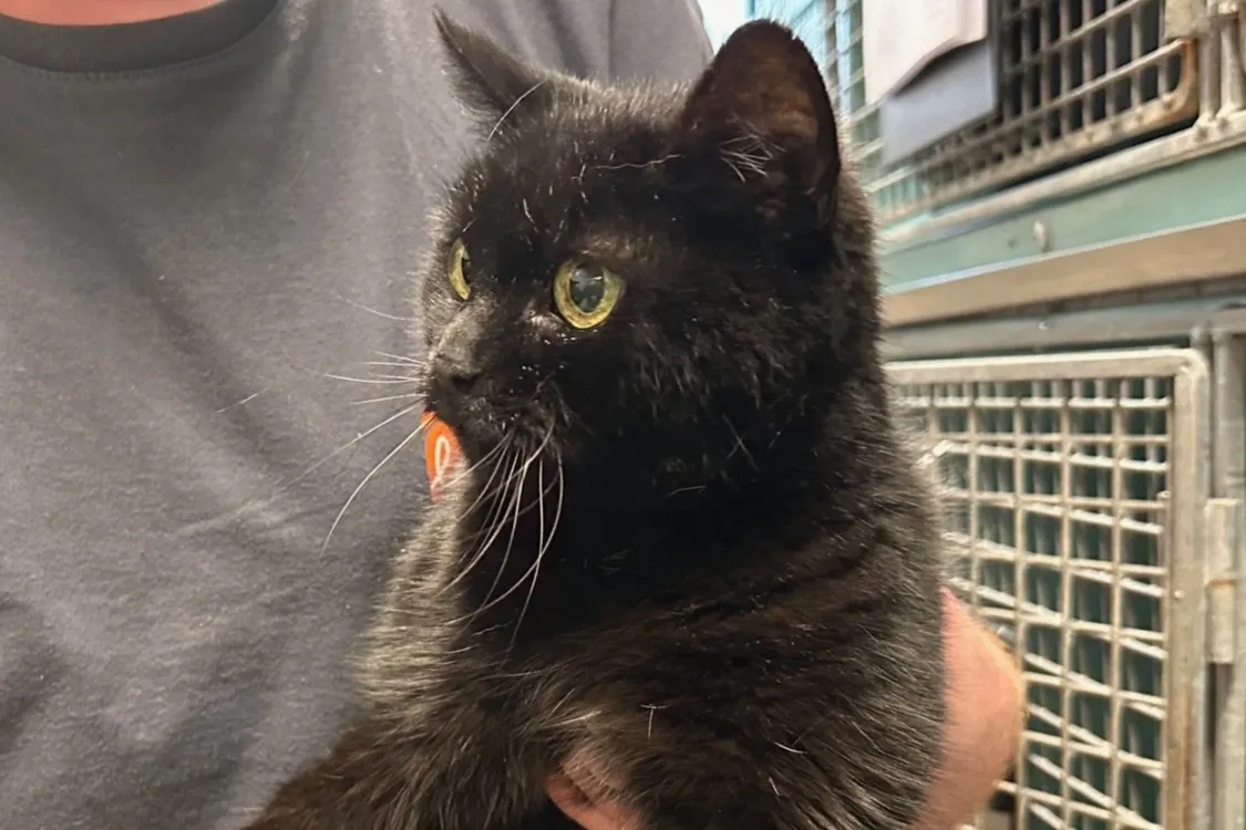 À l'adoption : Mimi