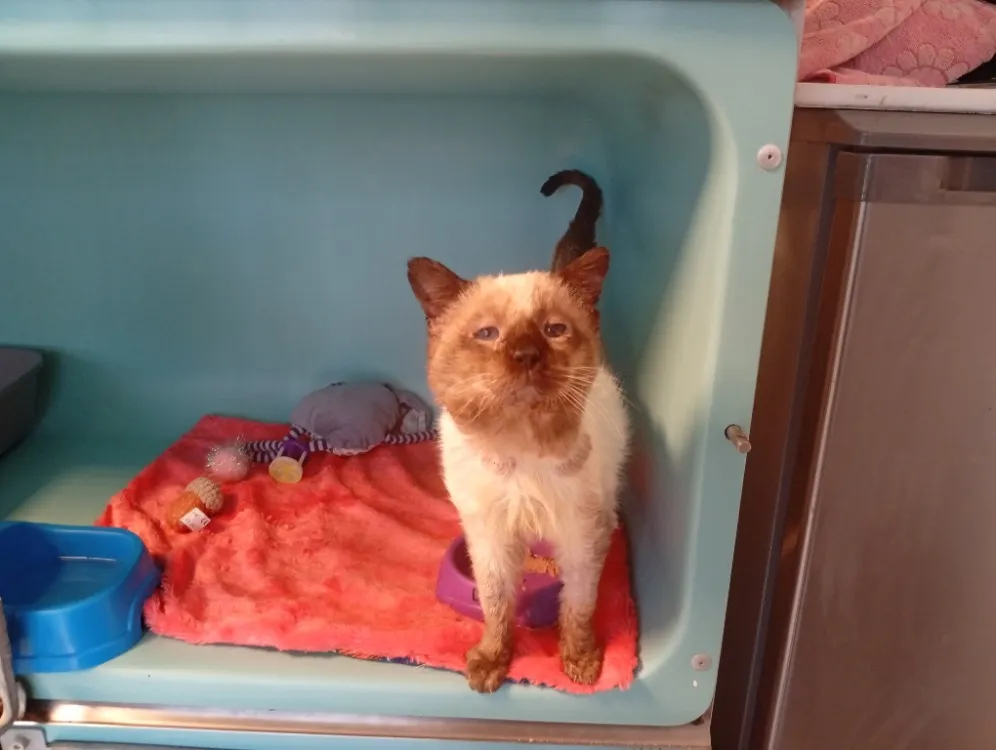 À l'adoption : Loupe