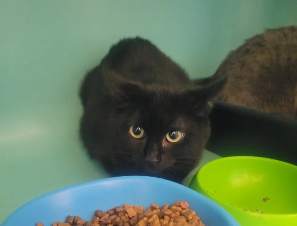 À l'adoption : Clarence