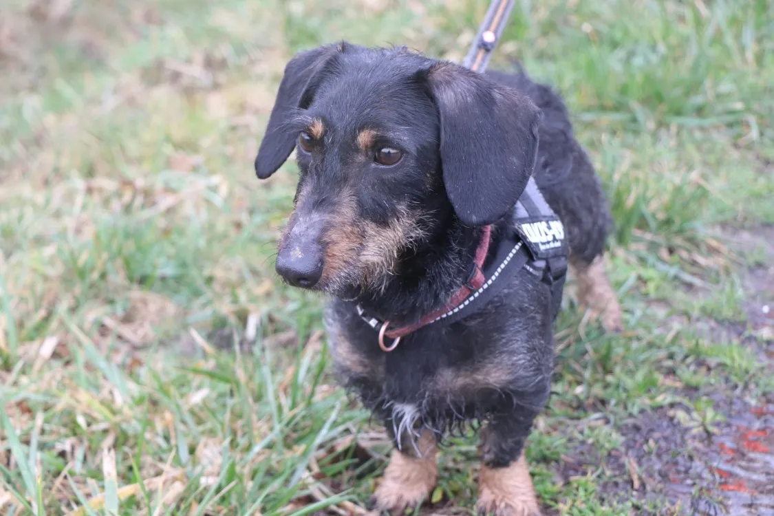 À l'adoption : Zita