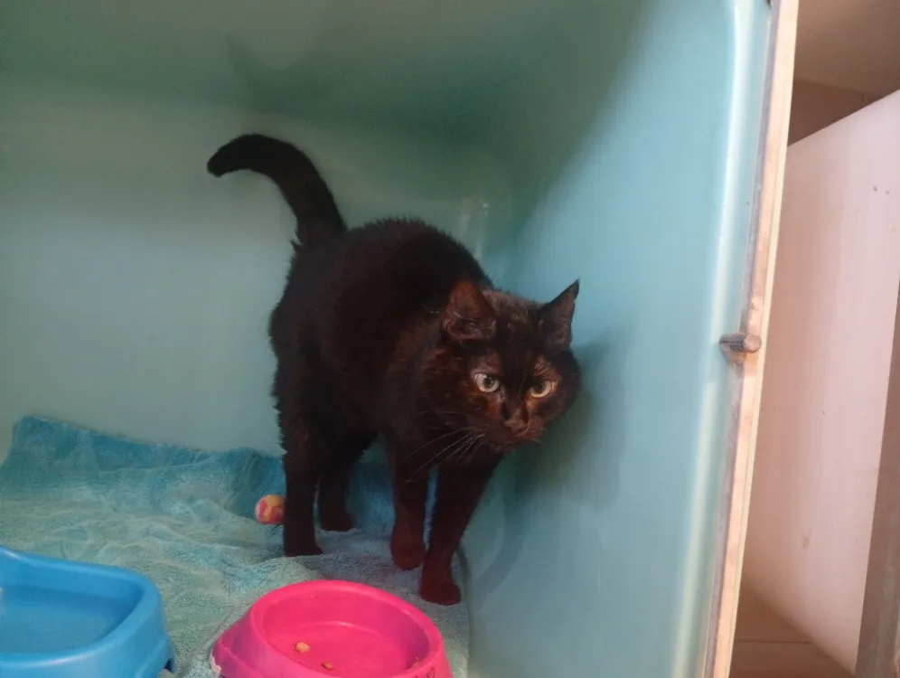 À l'adoption : Isis