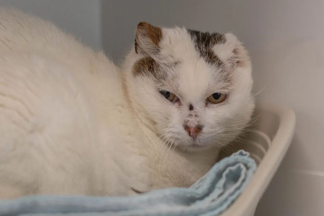 À l'adoption : Dolly