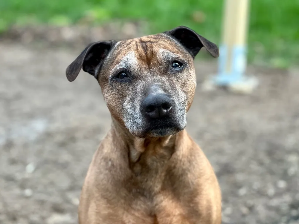 À l'adoption : Luffy