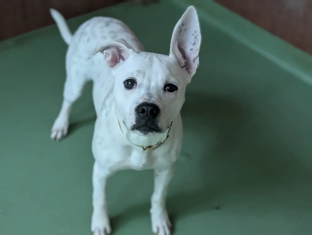 À l'adoption : Aika