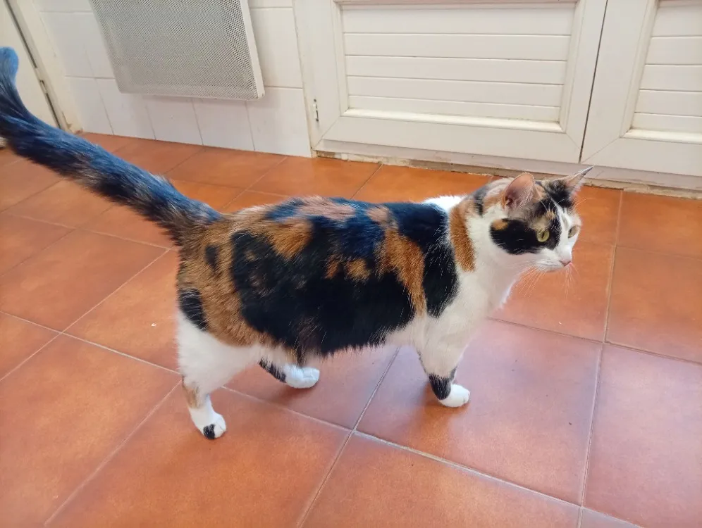 À l'adoption : Lilou (En Cours D'Adoption)