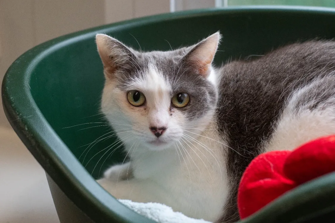 À l'adoption : Shana