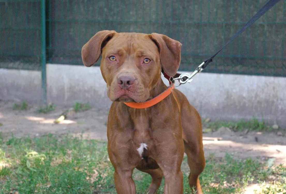 À l'adoption : Mia Paa22402