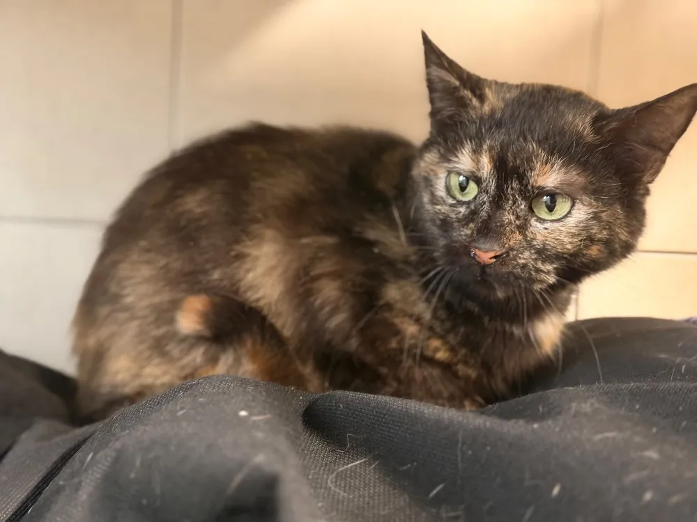 À l'adoption : Praline