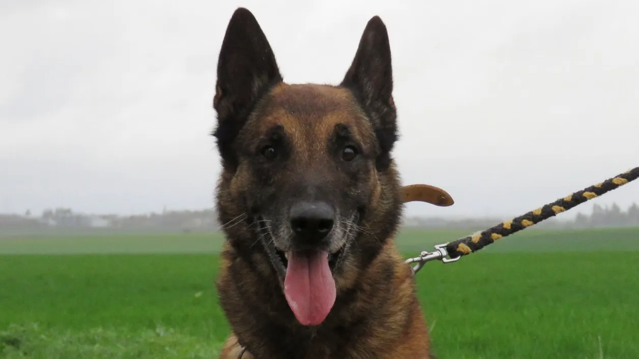 À l'adoption : Maxon